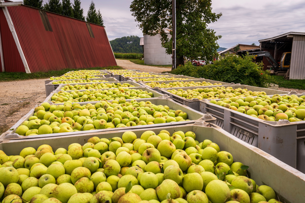 Bins grises con fruta en operación agrícola