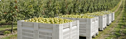 Bins blancos en operación agrícola