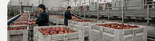Bins en línea de packing con fruta