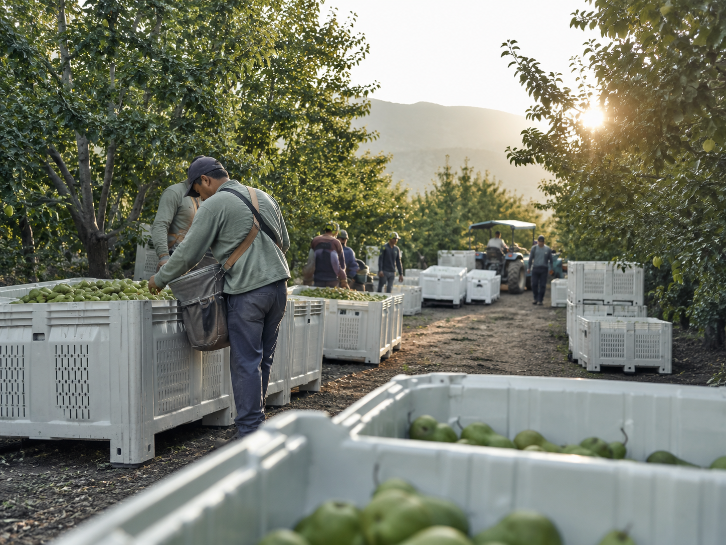 Operación agrícola estacional con bins en huerto